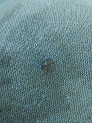 Culex pipiens