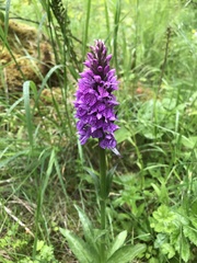 Dactylorhiza × formosa