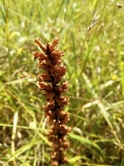 Orobanche minor