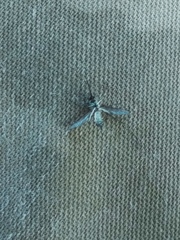 Culex pipiens