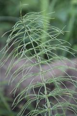 Equisetum pratense image