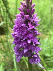 Dactylorhiza × formosa