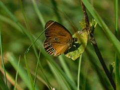 Coenonympha oedippus