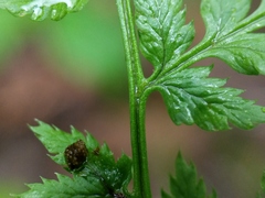 Dryopteris × triploidea