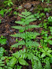 Dryopteris × triploidea