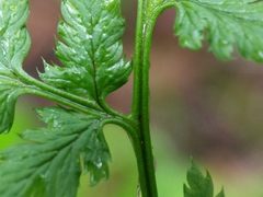 Dryopteris × triploidea