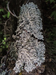 Hypotrachyna croceopustulata