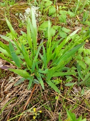 Dichanthelium xanthophysum