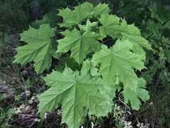 Acer platanoides