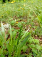 Dichanthelium xanthophysum