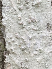 Lecanora subpallens