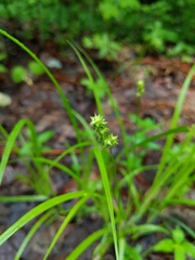 Carex cephaloidea