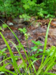 Carex cephaloidea