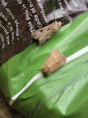 Hoplodrina octogenaria