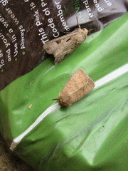 Hoplodrina octogenaria