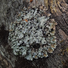 Parmotrema subisidiosum