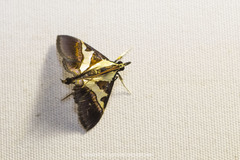 Dausara latiterminalis