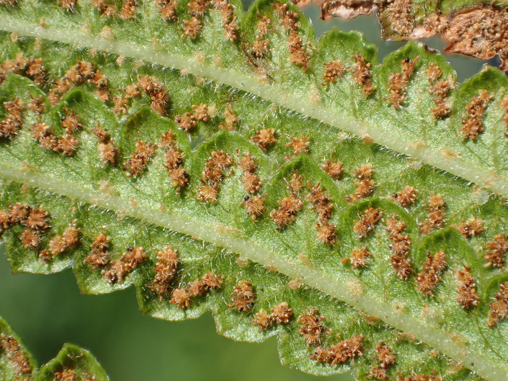 Cyclosorus interruptus