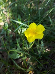 Helianthemum