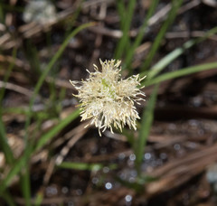 Calliscirpus criniger