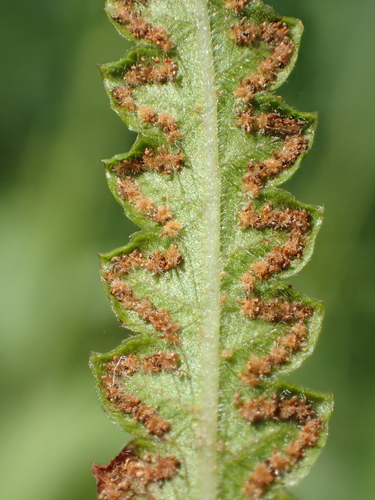 Cyclosorus interruptus