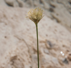 Calliscirpus criniger