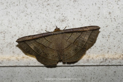 Entomogramma fautrix