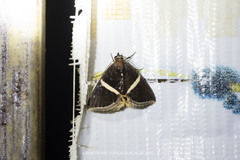 Fodina pallula