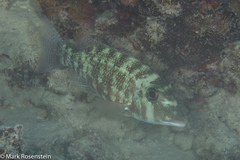 Lethrinus obsoletus