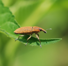 Lixus impressiventris