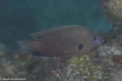 Pomacentrus microspilus