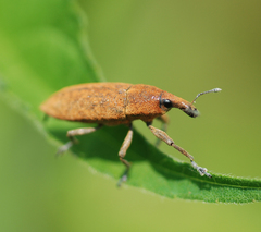 Lixus impressiventris