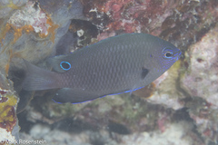 Pomacentrus microspilus