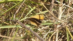 Coenonympha oedippus