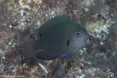 Pomacentrus microspilus