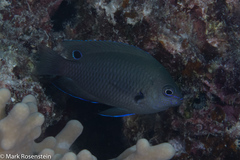 Pomacentrus microspilus