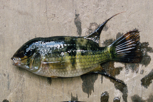 Potaro acara (Aequidens potaroensis) — Cichlidae