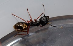 Camponotus suffusus bendigensis