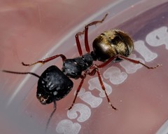 Camponotus suffusus bendigensis