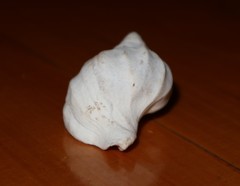 Trophon