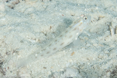 Ctenogobiops mitodes