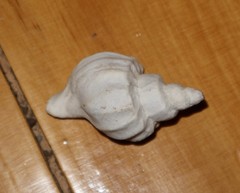 Trophon