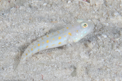 Valenciennea puellaris