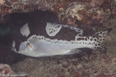 Plectorhinchus pica