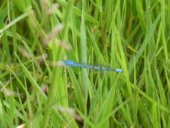 Enallagma cyathigerum