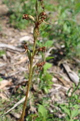 Himantoglossum comperianum