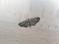 Eupithecia abietaria