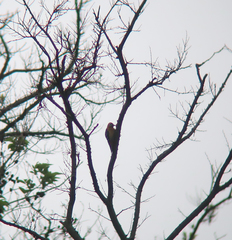 Dendrocopos hyperythrus