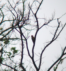 Dendrocopos hyperythrus