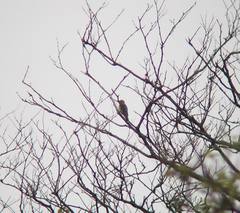 Dendrocopos hyperythrus